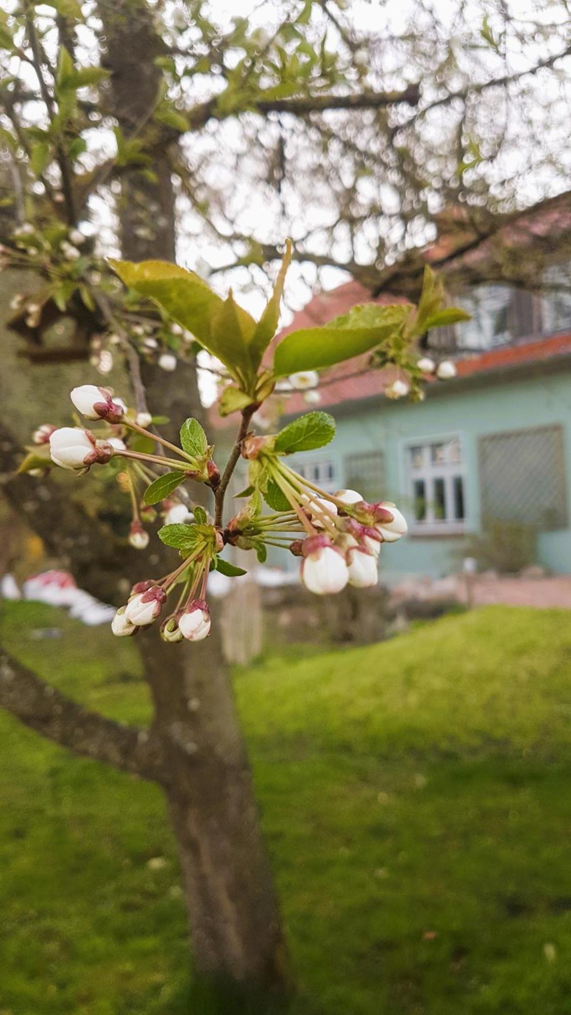 Ferienhaus Salvia Gremersdorf-Buchholz Екстер'єр фото