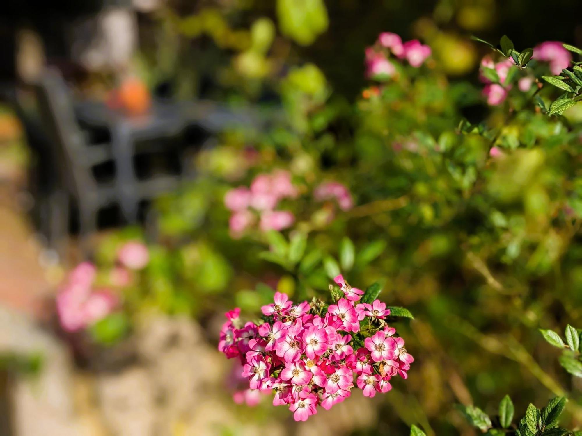 Ferienhaus Salvia Gremersdorf-Buchholz Екстер'єр фото