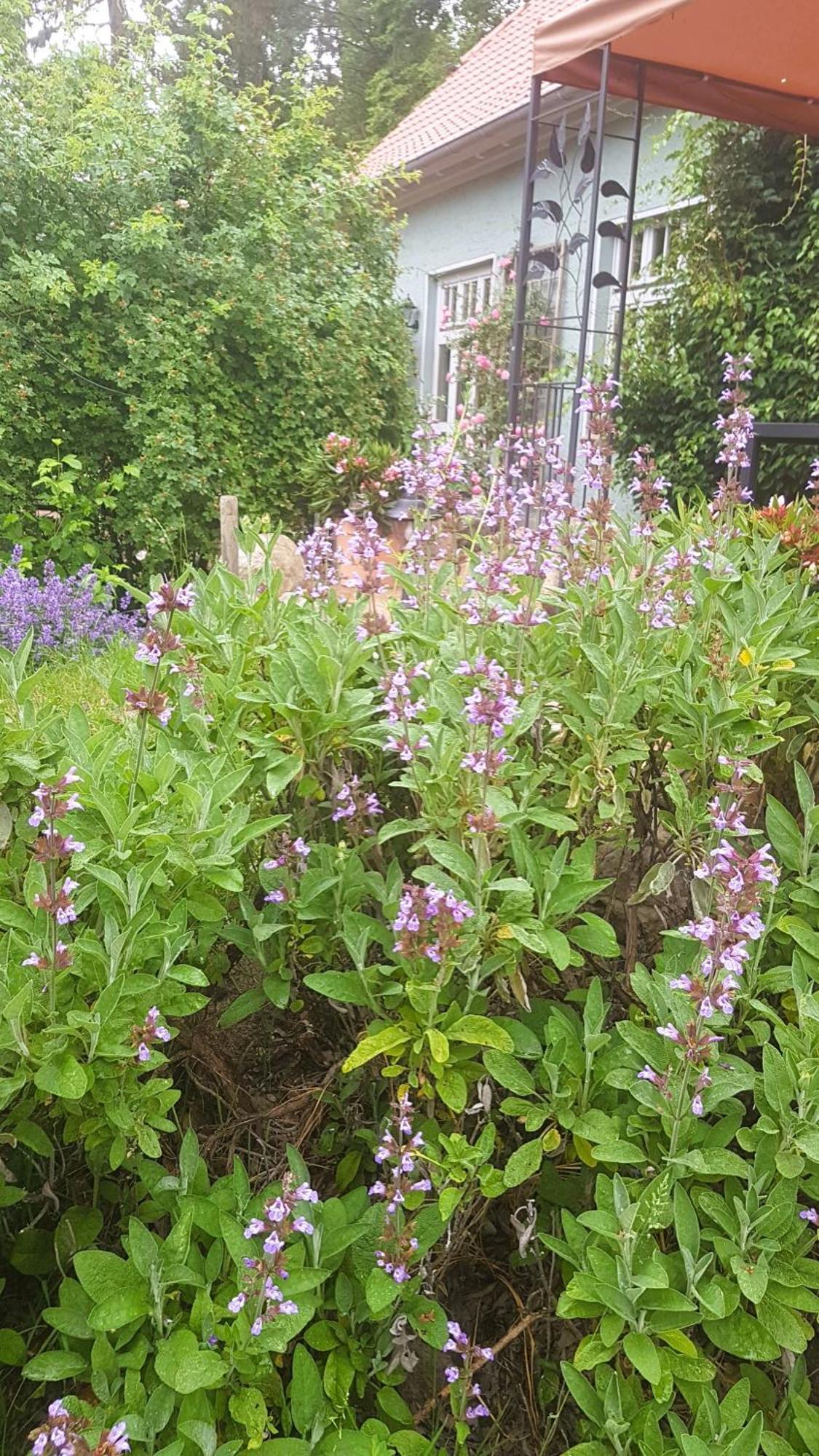 Ferienhaus Salvia Gremersdorf-Buchholz Екстер'єр фото